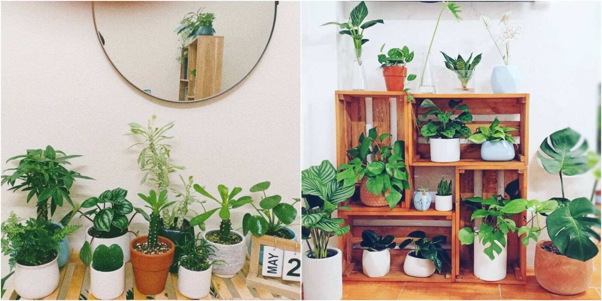 Chia sẻ về cách chăm cây trong nhà cho người mới bắt đầu