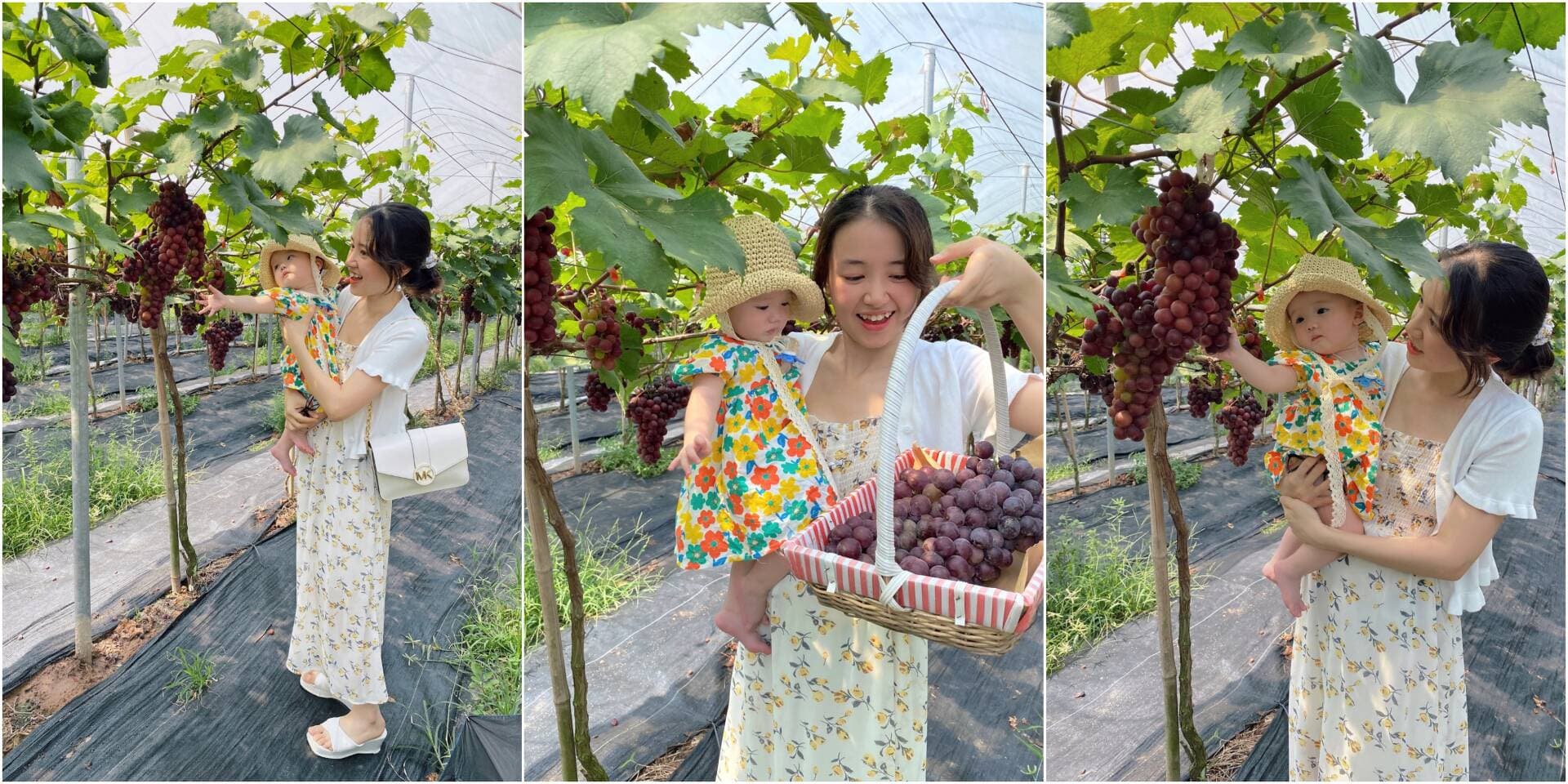 Trải nghiệm hái nho ngay tại Hà Nội, gét gô
