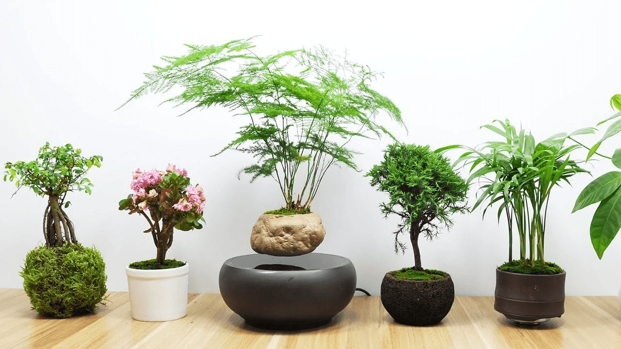 12 con giáp nên trồng cây gì trong nhà để hợp mệnh, thu hút tài lộc