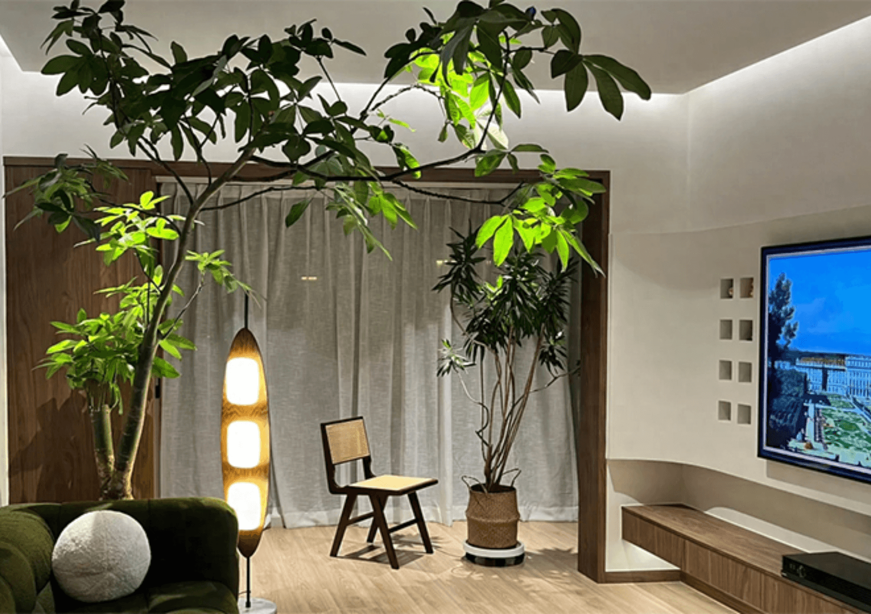 Chàng trai bật mí cách chăm sóc cây kim ngân để cây lớn nhanh, mang lại tài lộc cho gia đình