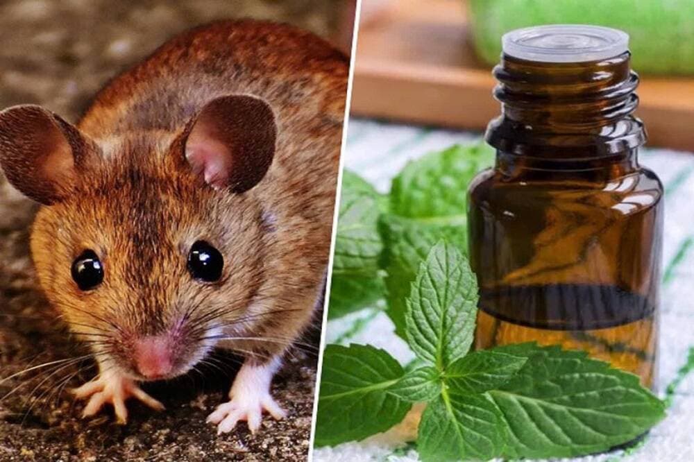 3 cách đuổi chuột cực kỳ hiệu quả với các phương pháp tự nhiên