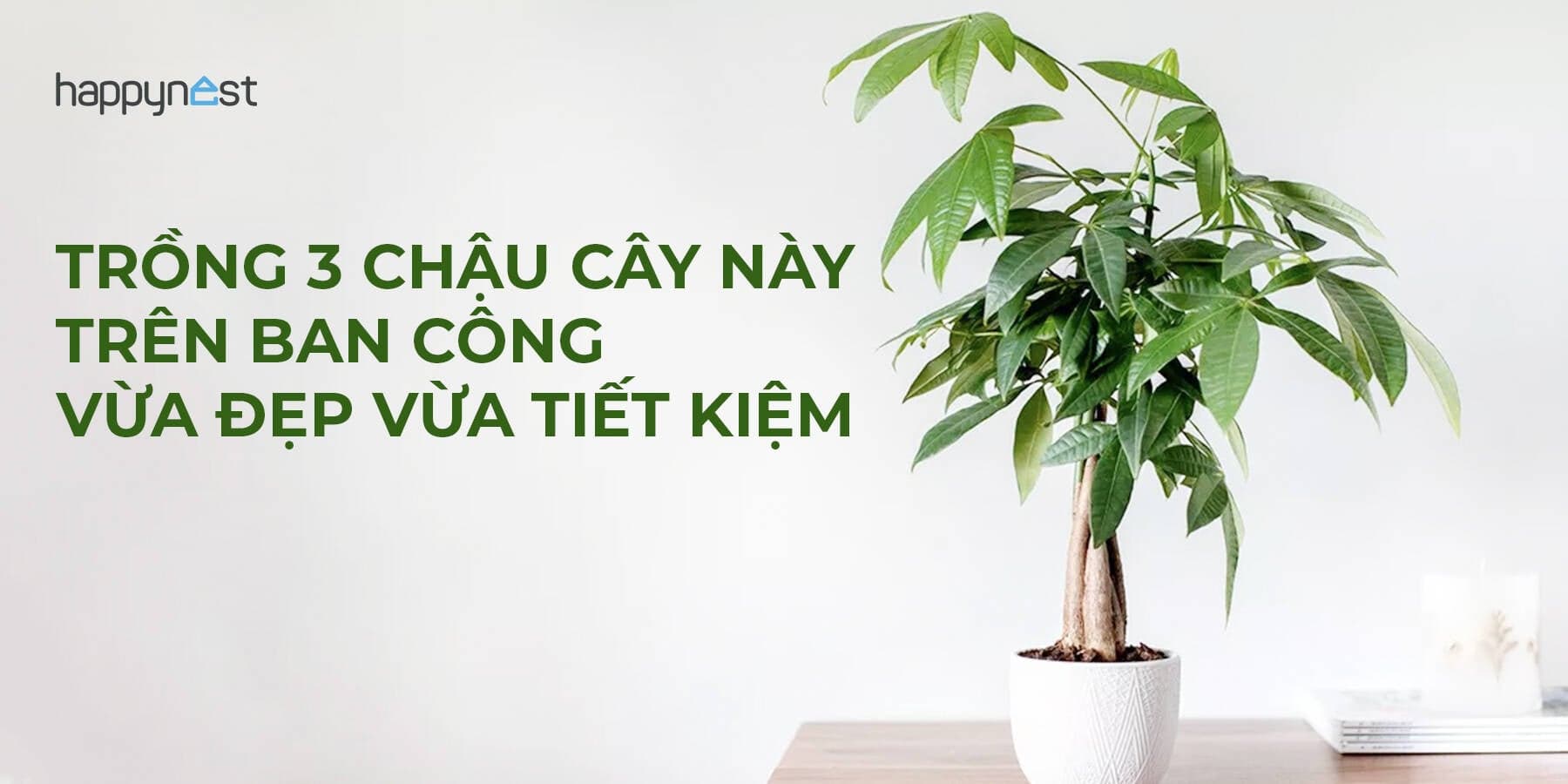 3 loại cây nên trồng ở ban công: Vừa đẹp nhà vừa giúp chữa bệnh, tiết kiệm tiền thuốc