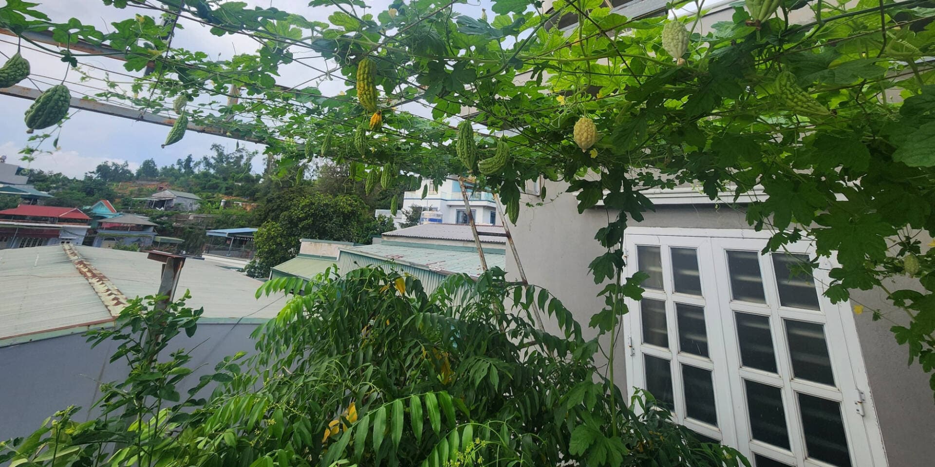 Bí quyết trồng cây trong thùng xốp thành công ngay lần đầu