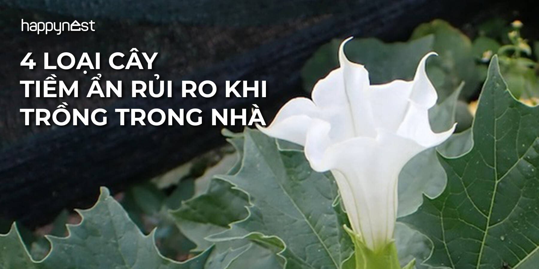 4 loại cây cảnh tưởng mang may mắn nhưng lại tiềm ẩn rủi ro nếu trồng trong nhà
