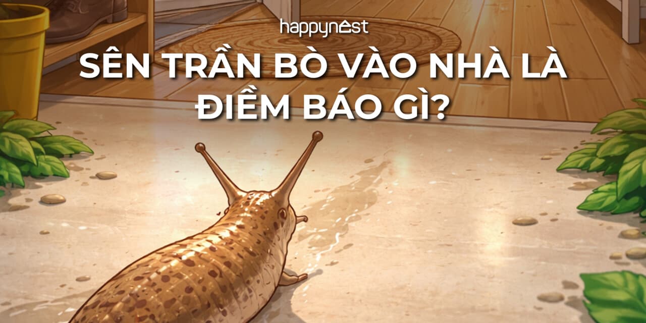 Sên trần bò vào nhà là điềm gì? Hiểu đúng để không lo lắng